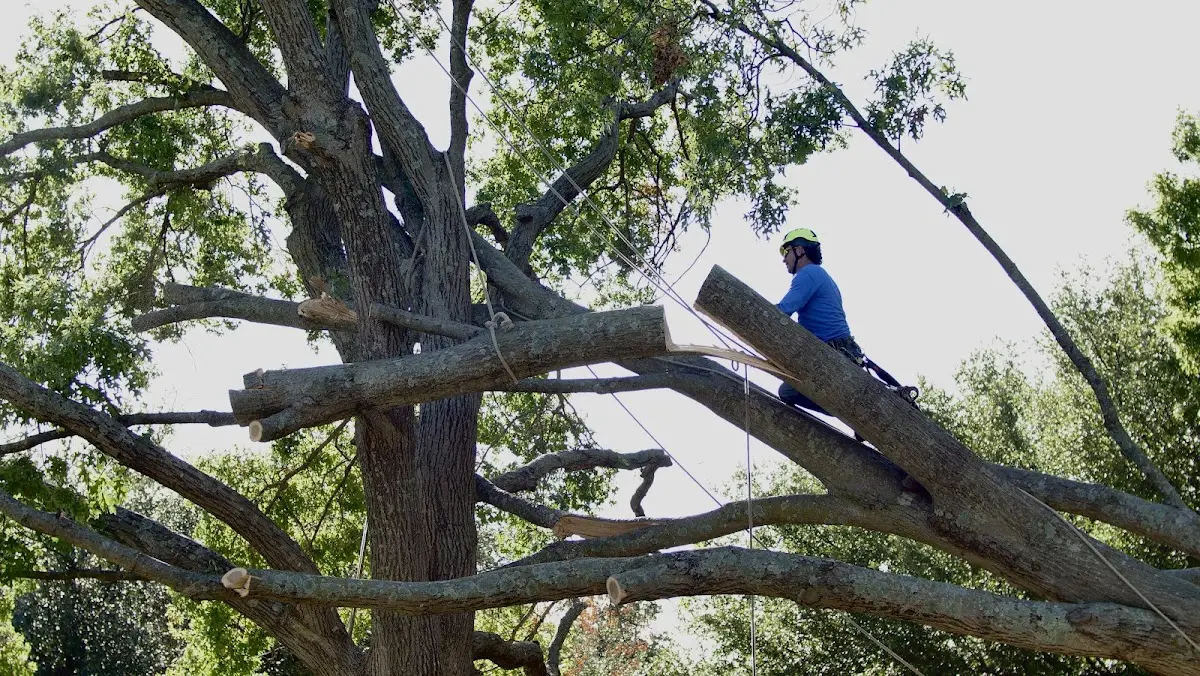 Professional Hazardous Tree Removal performed by certified arborists in Burr
