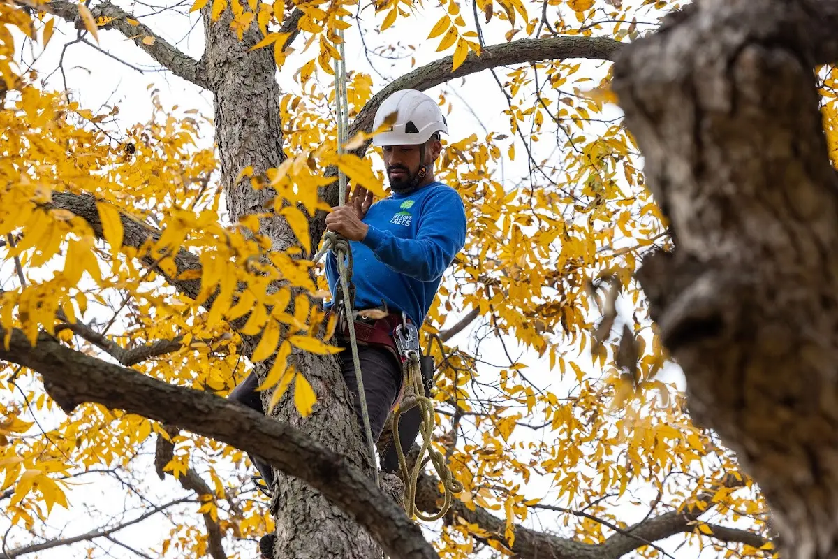 Skilled Dead Tree Removal crew working in Burr